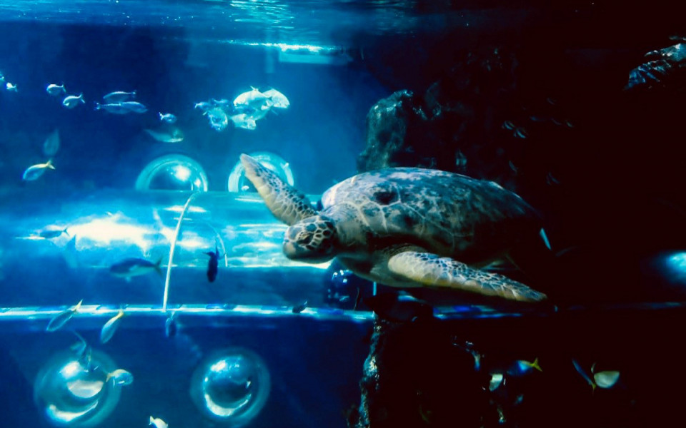 Sea Life Konstanz 